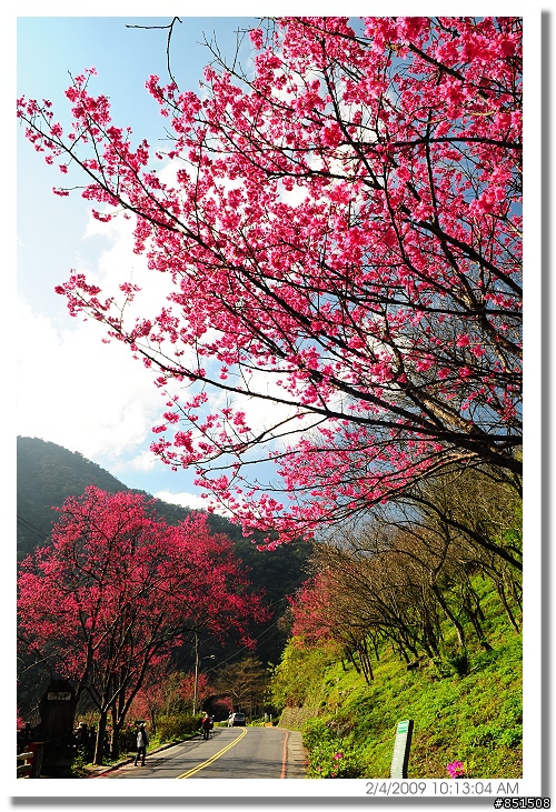 2/5烏來櫻花花況報導