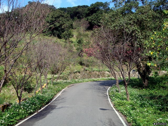 中正山櫻花快報................攝郎們請注意.....