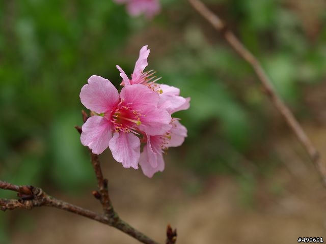 Kit 照櫻花