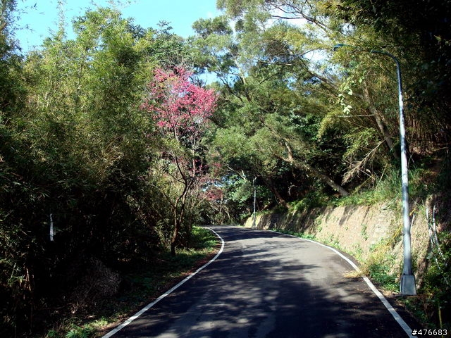 中正山櫻花快報................攝郎們請注意.....