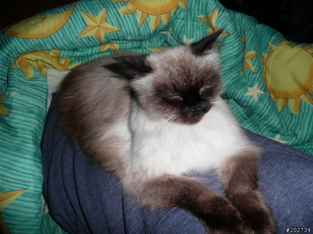 長得像猴子的喵咪