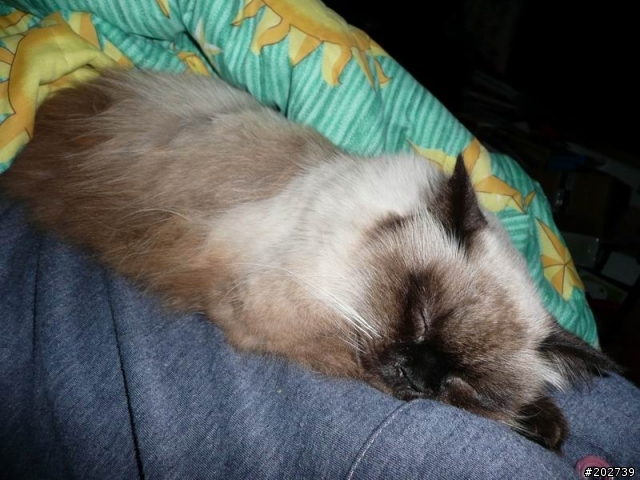 長得像猴子的喵咪