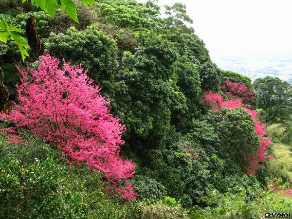 [分享]漫步．櫻花雨路:莫名其妙之中正山越嶺復興三路