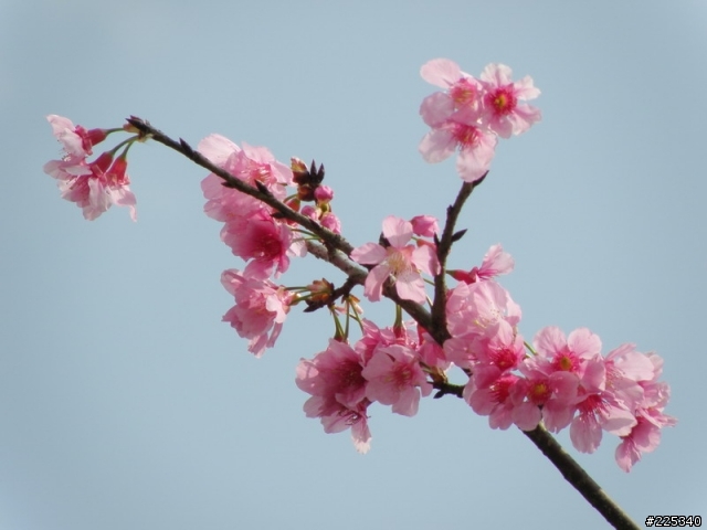 2009  櫻花季
