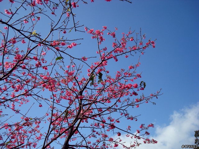 中正山櫻花快報................攝郎們請注意.....