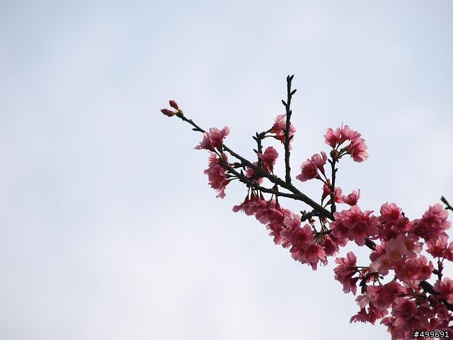 Kit 照櫻花