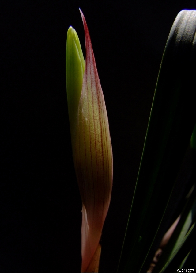 用fuji9600拍的兰花～～兰花