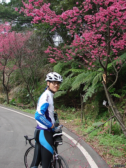 三板橋古道+金山總督溫泉賞櫻遊記 圖很多