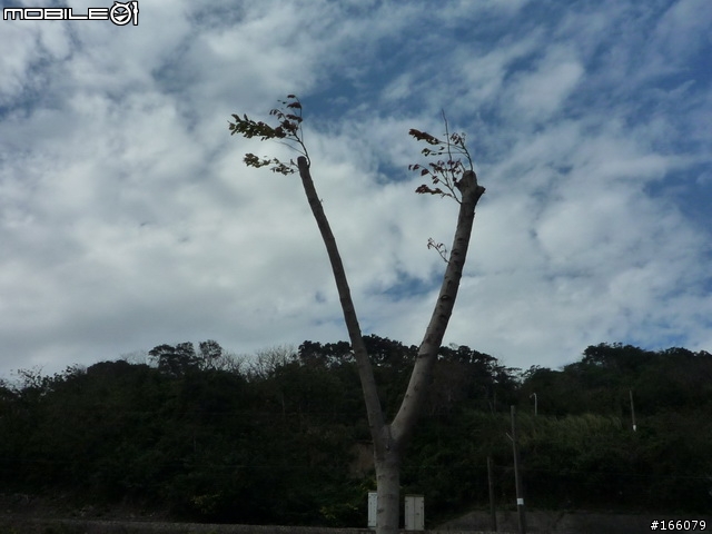鶯歌樹林半日行
