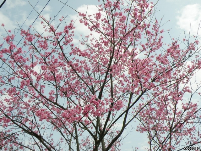2009  櫻花季