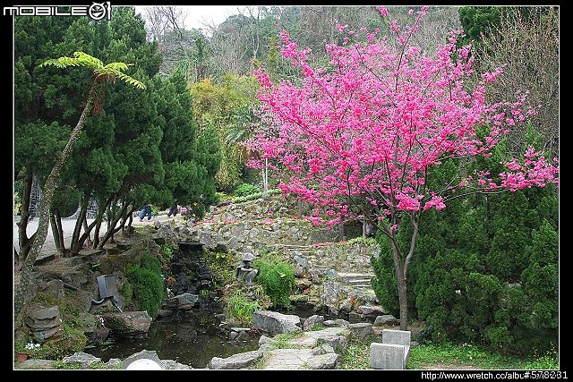 2009陽明山櫻花季