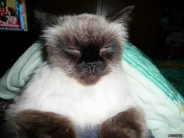 長得像猴子的喵咪