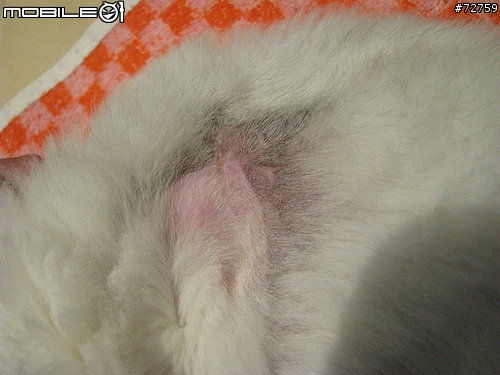 Nini與惡性腫瘤奮鬥過程全記錄(5/23更新-完結篇 詳情請看第一頁)