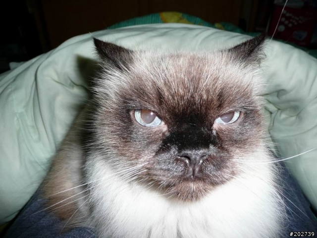 長得像猴子的喵咪