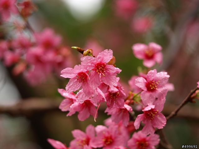 Kit 照櫻花