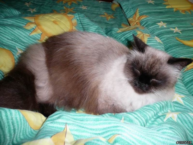 長得像猴子的喵咪