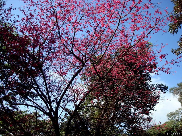 中正山櫻花快報................攝郎們請注意.....
