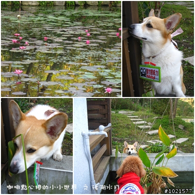 今年過年您帶您家寶貝狗上哪渡假啦?一起來分享吧^^