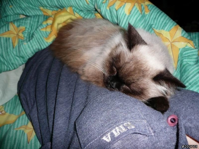 長得像猴子的喵咪