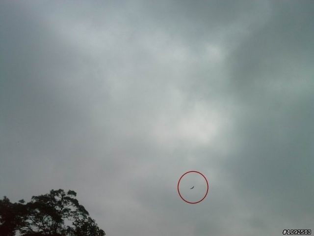 日系小鋼砲-MICHEL 601上碧山岩賞鷹