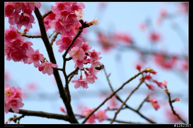 K100DS+tamron70-300MM  陽明山花季  不專業買了直接拍文