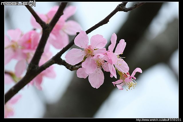 2009陽明山櫻花季