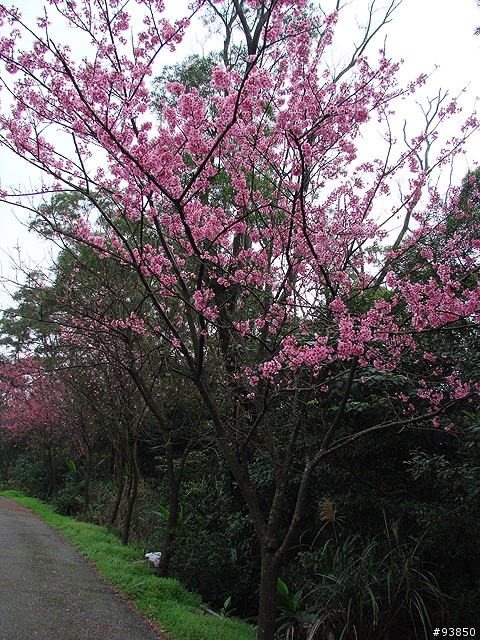 三板橋古道+金山總督溫泉賞櫻遊記 圖很多
