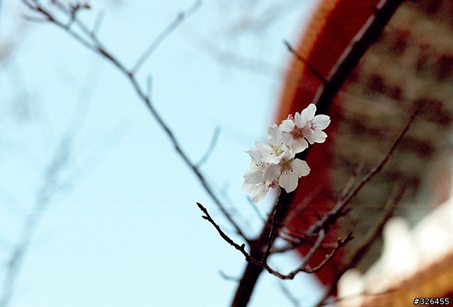 三板橋賞櫻花 [探路兼拍照,有天元宮的花況]