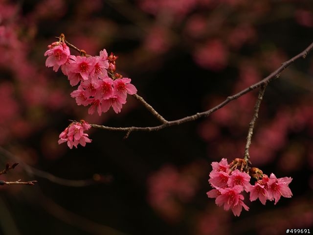Kit 照櫻花
