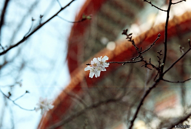 三板橋賞櫻花 [探路兼拍照,有天元宮的花況]