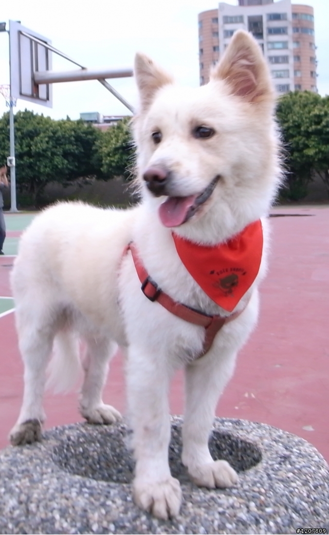 *已找回*拜託協尋中型狐狸犬(有照片)，走失地點:三重市龍門路 三德公園附近