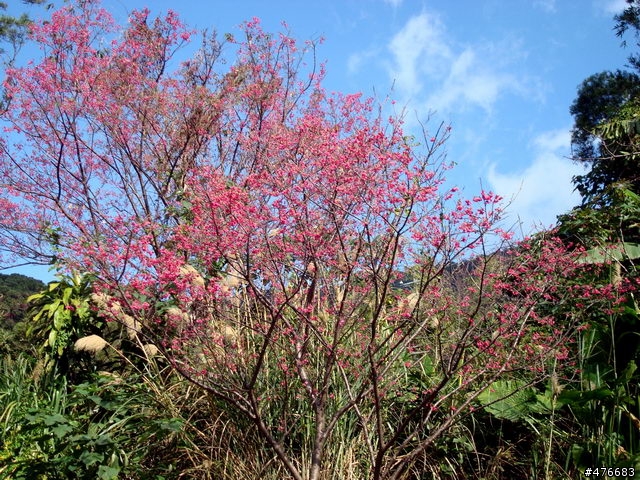 中正山櫻花快報................攝郎們請注意.....