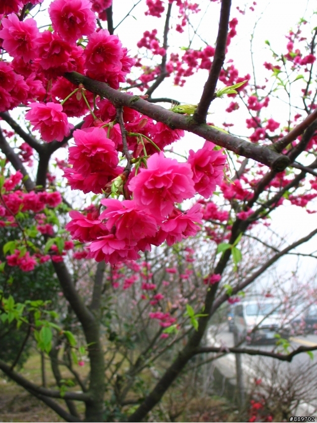戀戀芝鶯趴吐