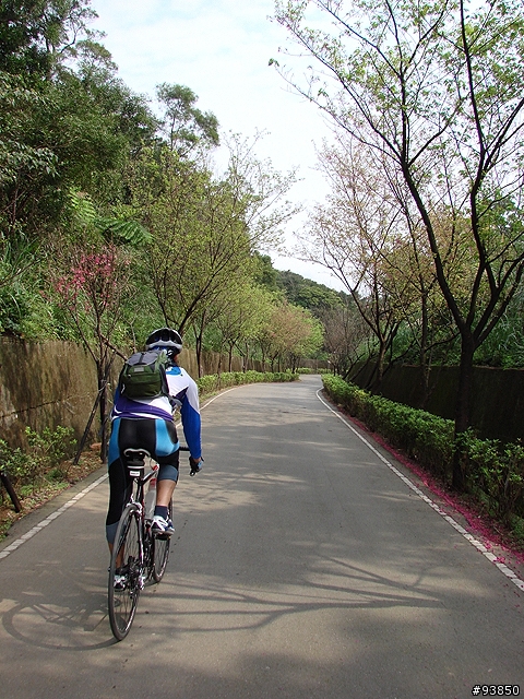三板橋古道+金山總督溫泉賞櫻遊記 圖很多