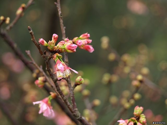 Kit 照櫻花