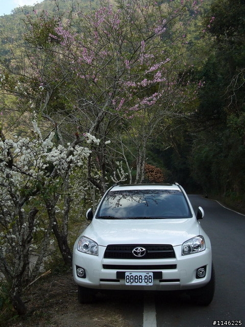 RAV4+南橫梅花雪