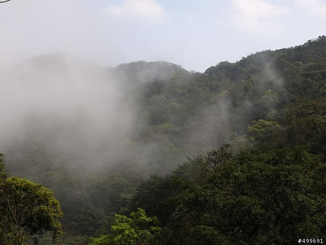 Kit 照櫻花