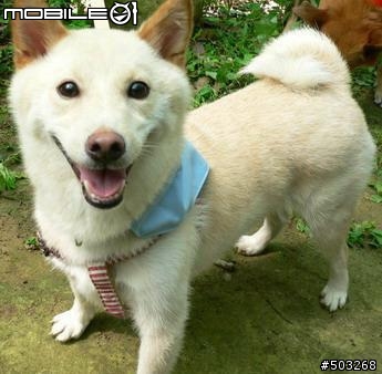 15歲之依然頭好壯壯 KHS R5000