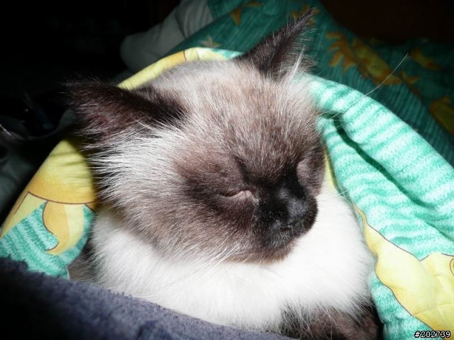 長得像猴子的喵咪