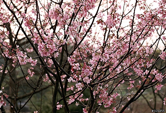 三板橋賞櫻花 [探路兼拍照,有天元宮的花況]