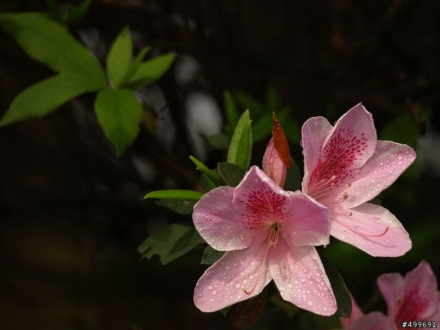 Kit 照櫻花