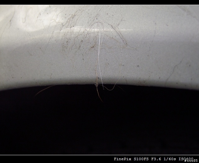小弟的大A(Tierra Activa Life5D)被狗咬了 -__-!!! (第5樓新增第一階段復原照)