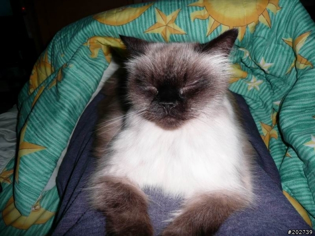 長得像猴子的喵咪