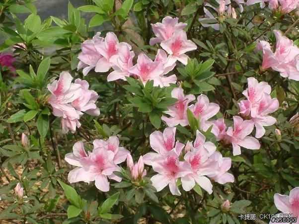 是北一女的校花