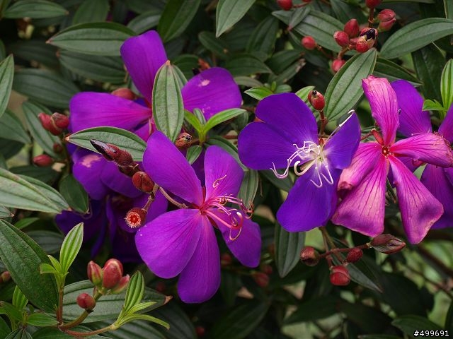 Kit 照櫻花