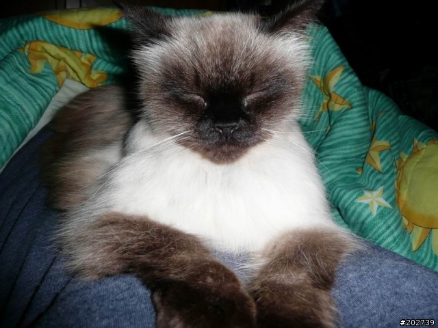 長得像猴子的喵咪