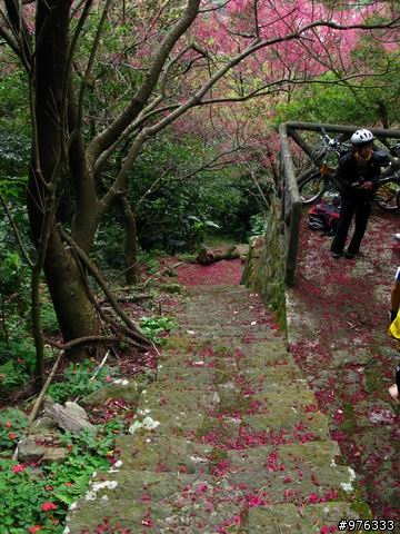 [分享]漫步．櫻花雨路:莫名其妙之中正山越嶺復興三路