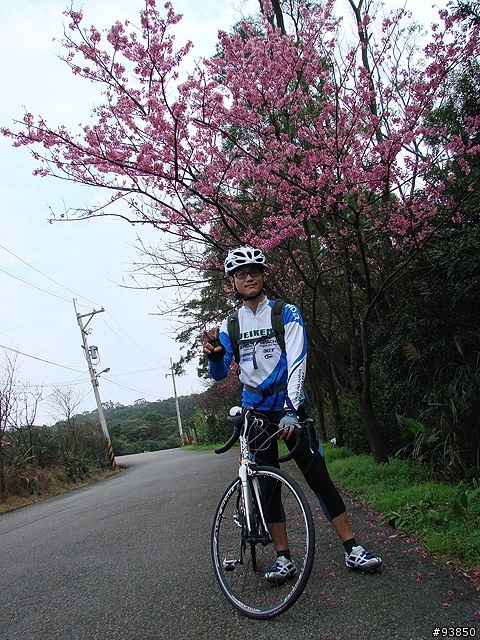 三板橋古道+金山總督溫泉賞櫻遊記 圖很多
