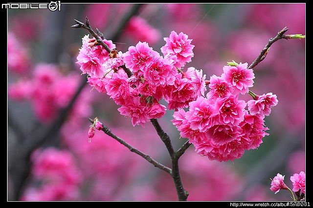 2009陽明山櫻花季