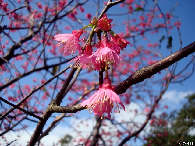 中正山櫻花快報................攝郎們請注意.....